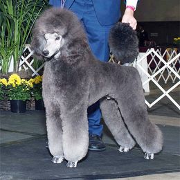 Poodle All Grown Up from Lakeview Standard Poodles