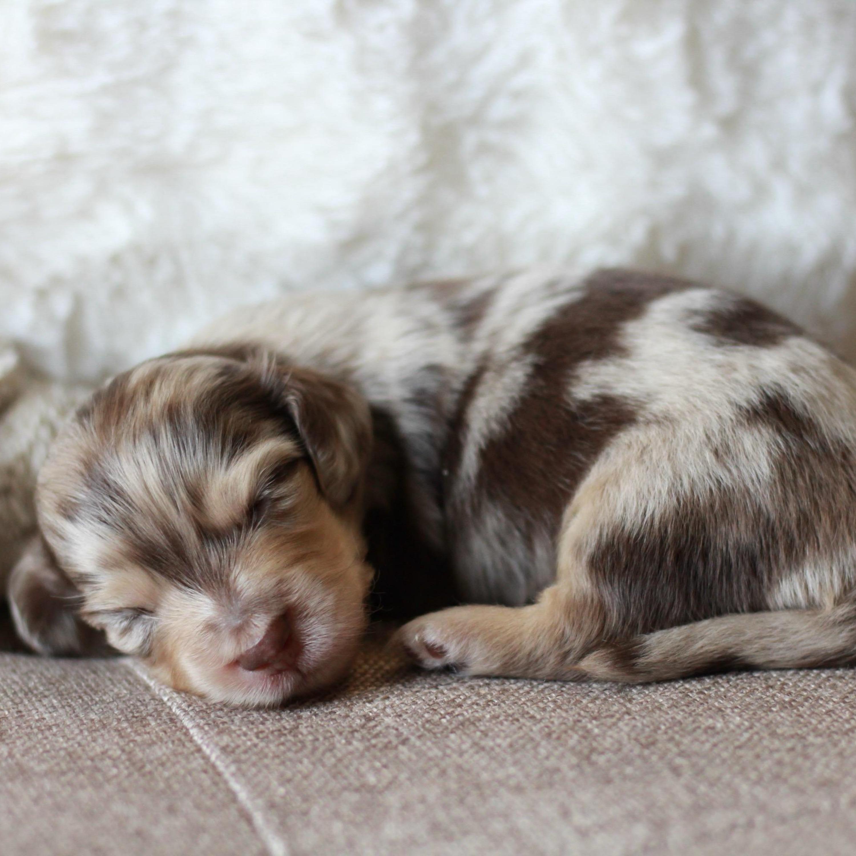 Roux - Chocolate Dapple Miniature Dachshund Puppy
