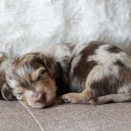 Roux -AKC 5500 - Dapple male Dachshund puppy in Krum, Texas from Tired Chef Dachshunds
