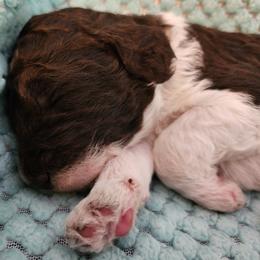 Tiramisu - Parti male Poodle puppy in Clayton, Washington from Short Legs & Curly Wags LLC