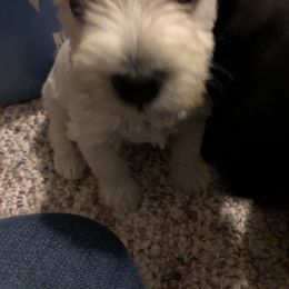 Miniature Schnauzer and Poodle Puppies from Bits & Bytes Farm