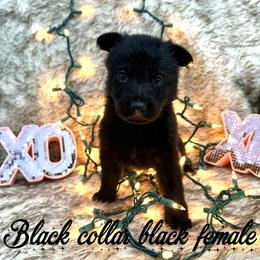 Black collar - Black female German Shepherd puppy in Canterbury, Connecticut from Nachtwaechter German Shepherds, LLC