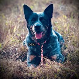 Brandy - Australian Cattle Dog