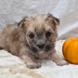 Spice - Gold male Morkie puppy in Monticello, Iowa from Ashley’s Puppies