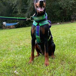 Doberman Pinscher All Grown Up from All Stars Doberman