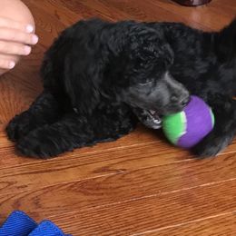 Poodle Puppies from Southern Standards Standard Poodles