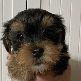 Assorted Doodle Crosses, Double Doodle, Maltipoo, Morkie, and Yorkipoo Puppies from Danza Bolo