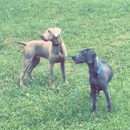 Weimaraner puppies from North Georgia Weims