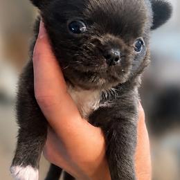 Chihuahua puppies from Royalty Kennels