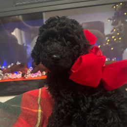 Fendi - Black female Poodle puppy in Bremen, Georgia from Kelley’s Poodle Patch