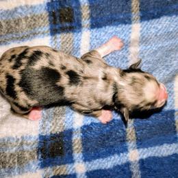 G1 - Blue merle female Toy Australian Shepherd puppy in Shepherd, Texas from GAMALA Farm & Kennels