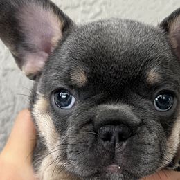 Velvet - Blue French Bulldog puppy in Tampa, Florida from Triple F Frenchies