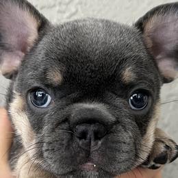 Velvet - Blue French Bulldog puppy in Tampa, Florida from Triple F Frenchies