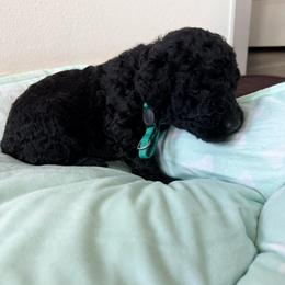 Netherlands - Black female Goldendoodle puppy in Houston, Texas from Were The Mack'Doodles