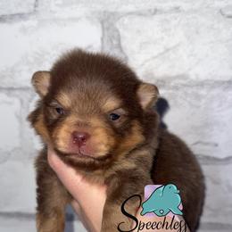 Frost - Chocolate and tan male Pomeranian puppy in Perry County, Ohio from Speechless Pom’s