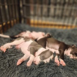 Brussels Griffon and Italian Greyhound Puppies from Adornare Kennels