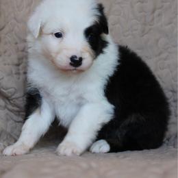 Pringles - Black tri-color female Australian Shepherd puppy in Laurel, Mississippi from Reeves Australian Shepherds