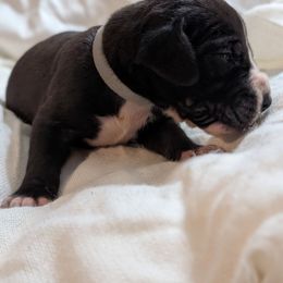 Veronica - Black female Great Dane puppy in Mineola, Texas from RC Ranch Great Danes And Cane Corsos