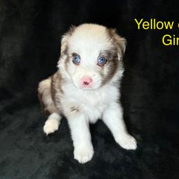 Miniature American Shepherd Puppies from Kayla Tarver