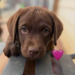 Pink Collar - Chocolate female Labrador Retriever puppy in Somerset, California from Cantina Labs and Cavs