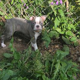 Leo - Blue male Boston Terrier puppy in Anchorage, Alaska from 907 Bostons