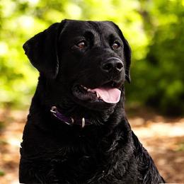 Kami - Labrador Retriever