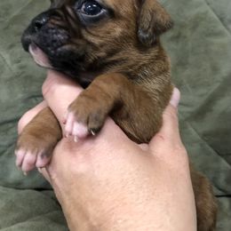 Boxer, Dalmatian, and Rottweiler Puppies from Poconopaws