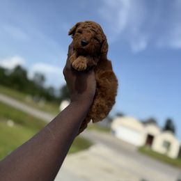 Laurent - Red  male Poodle puppy in Texas from Zoway's Poodles