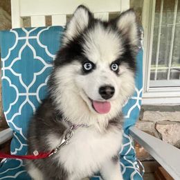 Luke - Pomsky