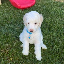Taco - Cream male Poodle puppy in Port Saint Lucie, Florida from Abbott Standard Poodles
