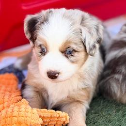 Lainey - Red merle female Australian Shepherd puppy in Ramona, California from Blue Moon Aussies