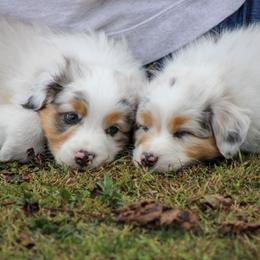 Australian Shepherd Puppies from SnowRidge Australian Shepherds