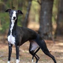 Whippets from Timbreblue Whippets