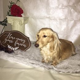 Sammie - Dachshund
