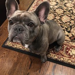 Dolly - French Bulldog