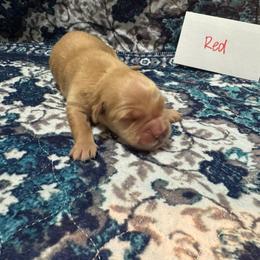 Red - Golden male Golden Retriever puppy in Wellington, Ohio from R & K Golden Acres LLC