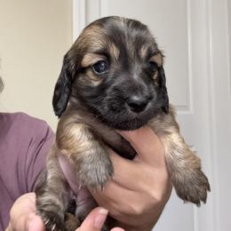 Dachshund Puppies from Gabriela Petit