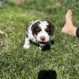 Bentley - Lagotto Romagnolo puppy in Anchorage, Alaska from Joyful Heart