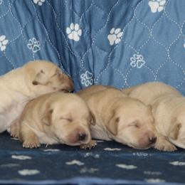 Boy 3 - Yellow male Labrador Retriever puppy in Four Oaks, North Carolina from TLC Retrievers