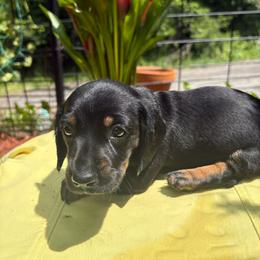 Lil Jon - Black and tan male Dachshund puppy in Richwood, West Virginia from Wild and Wonderful Wieners
