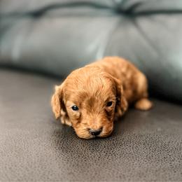 Reef - Red male Cavapoo puppy in Saint George, Utah from Fitzdoodles