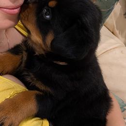 Rottweilers from Lord of The Rings Rottweilers