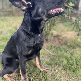 German Shepherd Puppies from Paws Of Germany
