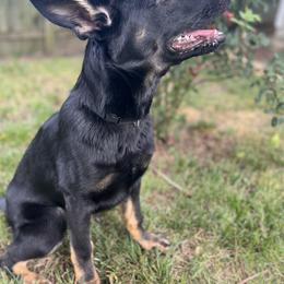 German Shepherd Puppies from Paws Of Germany