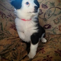 Miniature Australian Shepherd Puppies from Antelope Hill Aussies