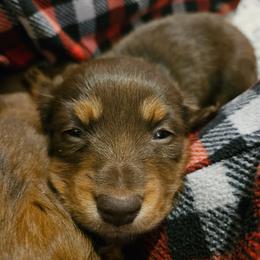 Girl 3 - Chocolate and tan female Dachshund puppy in New Castle, Colorado from Shaffers low riding weiners