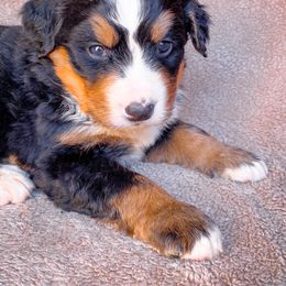 Bernedoodle, Bernese Mountain Dog, and Siberian Husky Puppies from Timberline Paws