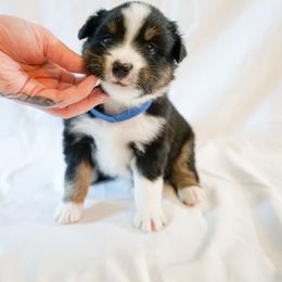 Miniature American Shepherds and Miniature Australian Shepherds from Westeros Mini American Shepherds