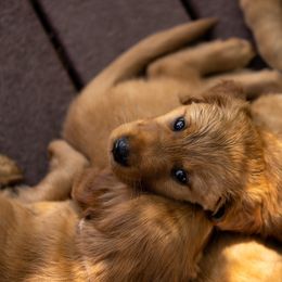 Golden Retriever Puppies from Golden Wiggle Retrievers