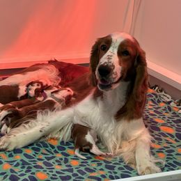 NortonxJuliet - Red and white female Welsh Springer Spaniel puppy in Bloomington, Indiana from Clussexx Kennels
